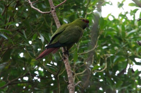A wild Slender-billed Conure perches on a branch