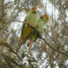 Wild Slender-billed Conures perch on a branch