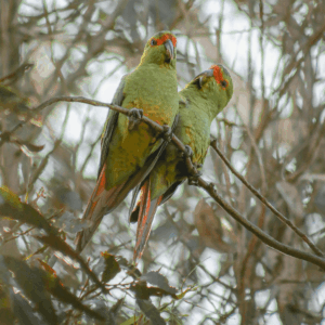 Wild Slender-billed Conures perch on a branch
