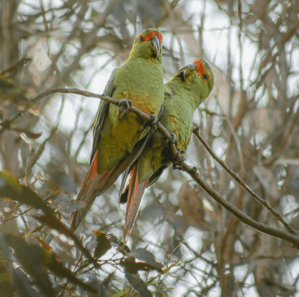 Wild Slender-billed Conures perch on a branch