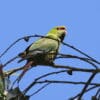 A wild Slender-billed Conure perches in a tree