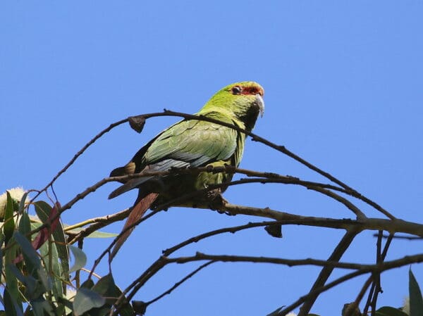 A wild Slender-billed Conure perches in a tree