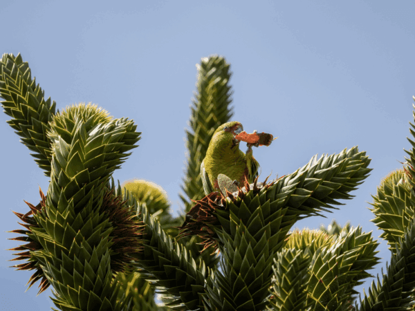 A wild Slender-billed Conure feeds on a blossom