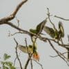 Wild Slender-billed Conures land in a tree