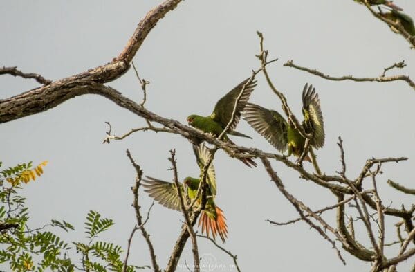 Wild Slender-billed Conures land in a tree