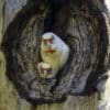 Wild Slender-billed Corellas peek out of a nest cavity