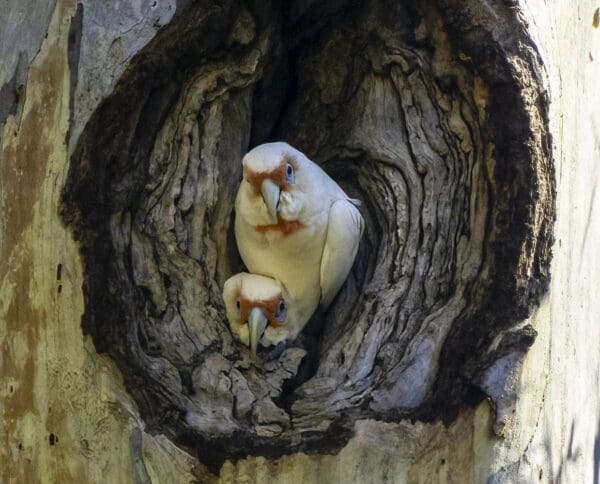 Wild Slender-billed Corellas peek out of a nest cavity