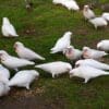 Wild Slender-billed Corellas forage on the ground