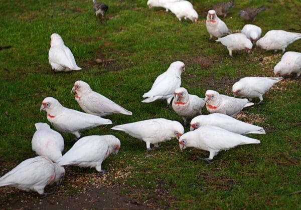Wild Slender-billed Corellas forage on the ground