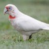 A wild Slender-billed Corella forages on the ground