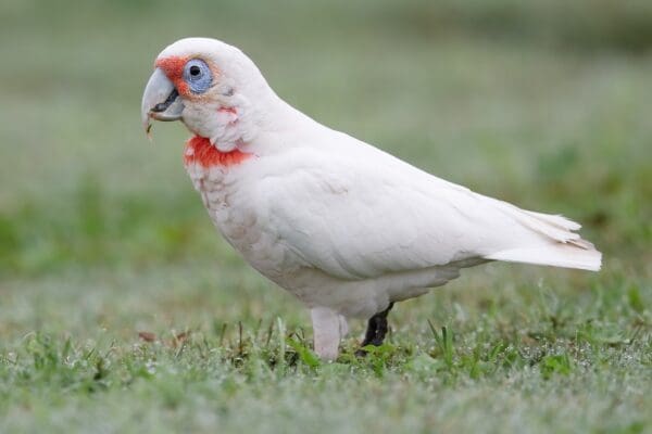 A wild Slender-billed Corella forages on the ground