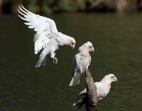 Wild Slender-billed Corellas land at a watering hole