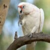 A wild Slender-billed Corella perches on one foot