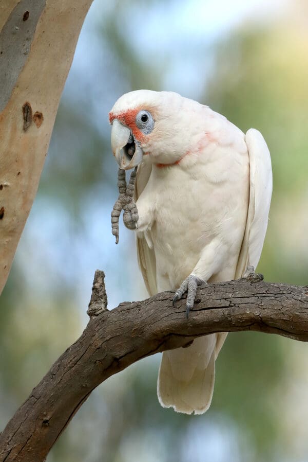 A wild Slender-billed Corella perches on one foot