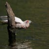 A wild Slender-billed Corella drinks deeply