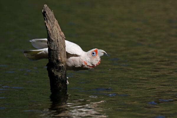 A wild Slender-billed Corella drinks deeply