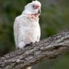 A wild Slender-billed Corella perches on a limb