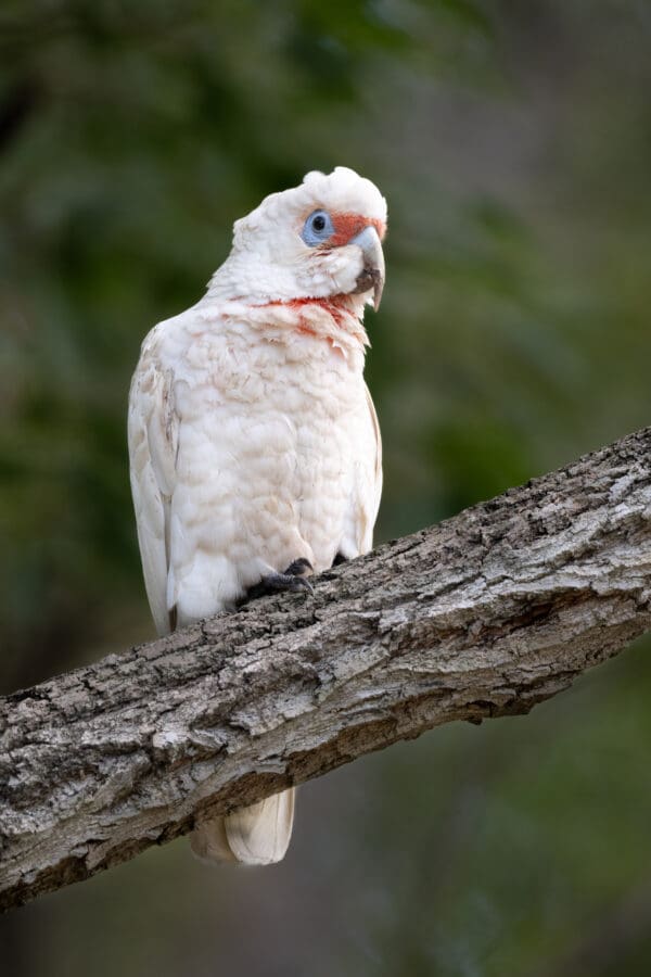 A wild Slender-billed Corella perches on a limb