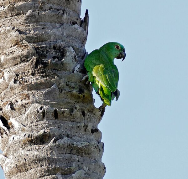 A wild Southern Mealy Amazon clings to palm tree trunk