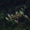 Wild Southern Mealy Amazons roost in a tree