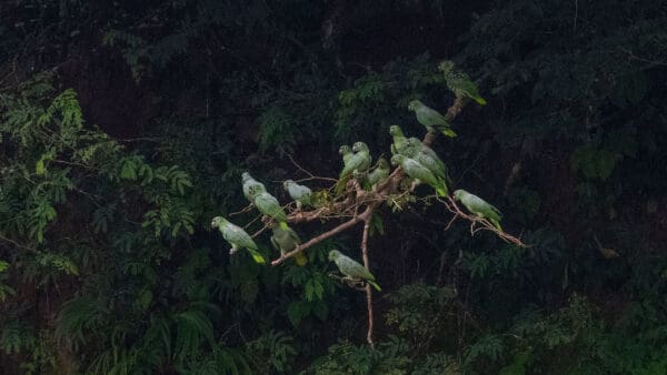 Wild Southern Mealy Amazons roost in a tree