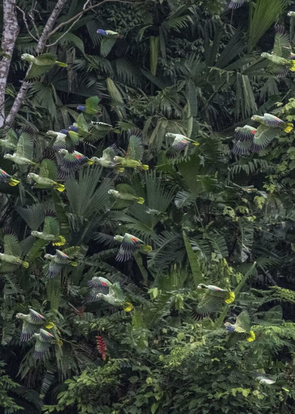 Wild Southern Mealy Amazons take flight