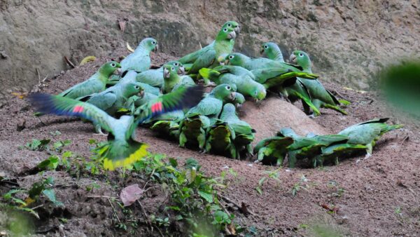 Wild Southern Mealy Amazons gather at a clay lick