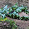 Wild Southern Mealy Amazons gather at a clay lick