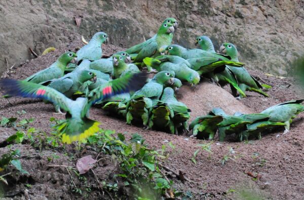 Wild Southern Mealy Amazons gather at a clay lick