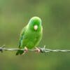 A wild Spectacled Parrotlet perches on barbed wire