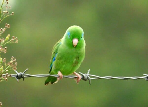 A wild Spectacled Parrotlet perches on barbed wire