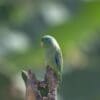 A wild Spectacled Parrotlet perches atop a branch