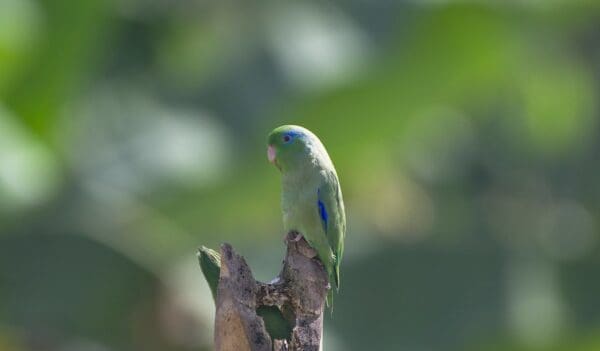 A wild Spectacled Parrotlet perches atop a branch