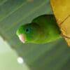 A wild Spectacled Parrotlet clings to a leaf