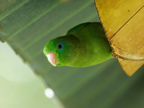 A wild Spectacled Parrotlet clings to a leaf