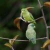 Wild Spectacled Parrotlets, , female top, male bottom, perch in a tree