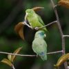 Wild Spectacled Parrotlets, , female top, male bottom, perch in a tree
