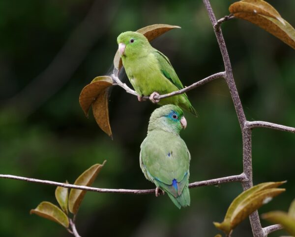 Wild Spectacled Parrotlets, , female top, male bottom, perch in a tree