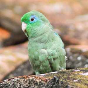 A wild Spectacled Parrotlet perches on a rock