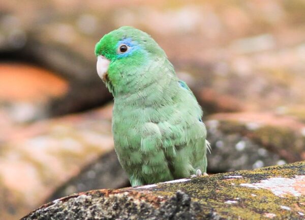A wild Spectacled Parrotlet perches on a rock