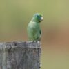 A wild male Spectacled Parrotlet perches on a post