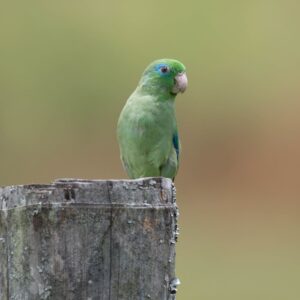 A wild male Spectacled Parrotlet perches on a post