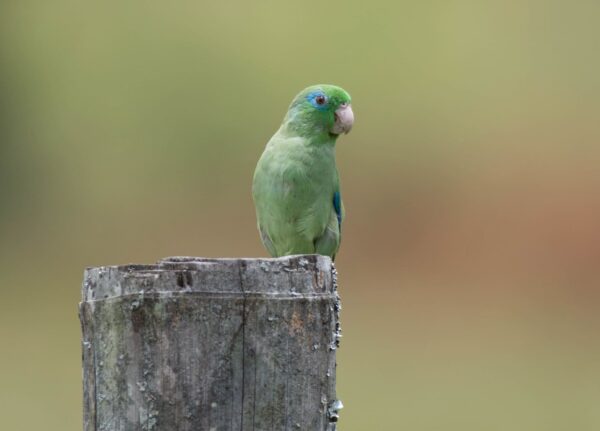 A wild male Spectacled Parrotlet perches on a post