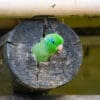 A wild Spectacled Parrotlet peeks out of a cavity in a log