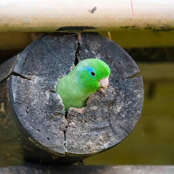 A wild Spectacled Parrotlet peeks out of a cavity in a log