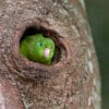 A wild Spectacled Parrotlet peeks out of a nest cavity