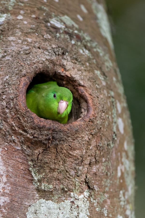 A wild Spectacled Parrotlet peeks out of a nest cavity