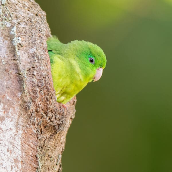 A wild Spectacled Parrotlet peeks out of a nest cavity