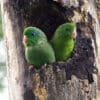 Wild Spectacled Parrotlets perch at nest cavity entrance