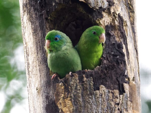 Wild Spectacled Parrotlets perch at nest cavity entrance